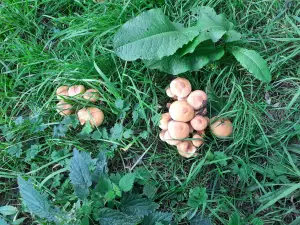 Jacquelien 02 Gewone Zwavelkop